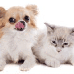refuerza el sistema inmune con impromune pasta perros pequeños y gatos
