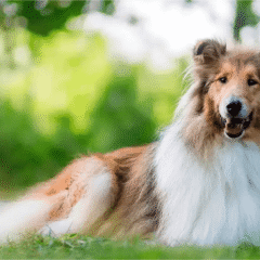cuidado del pelo y piel perros