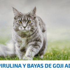 nd spirulina arenque bayas de goji gatos adultos