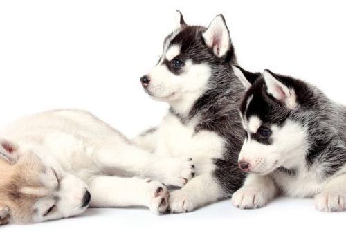 amor a las mascotas de Livisto