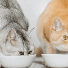 modo de uso ADD ONE golosina para gatos para mezclar con porus one