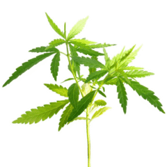 planta de cáñamo para fabricación de cbd wow perros gatos