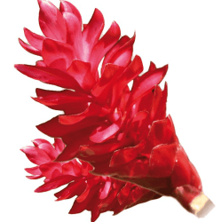 planta jengibre para elaborar TravelWow perros