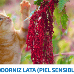 ND Quinoa Skin Coat CODORNIZ gatos