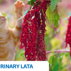 ND quinoa URINARY lata gatos