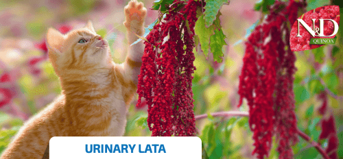 ND quinoa URINARY lata gatos