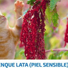 alimento húmedo ND Quinoa Skin Coat ARENQUE lata gatos