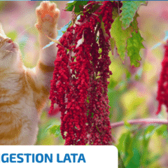 comida gatos ND Quinoa DIGESTIÓN lata gatos