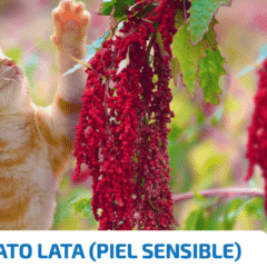 gatos piel sensible alimento húmedo gatos ND Quinoa Skin Coat pato