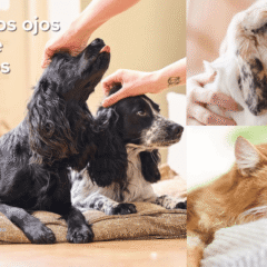 ojos secos gel de Beaphar Gel Ocular peros gatos mascotas 5 ml