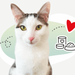 comida húmeda para gatos Disugual