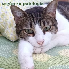 alimentación húmeda gatos