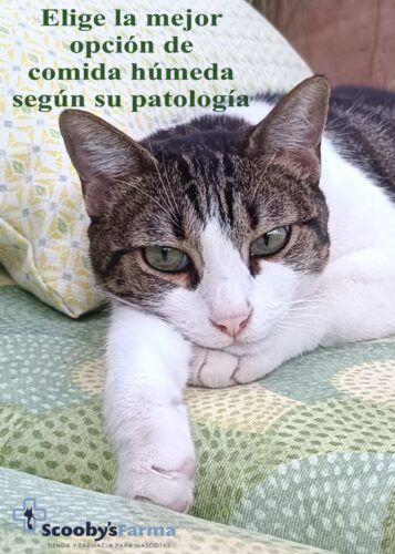 alimentación húmeda gatos