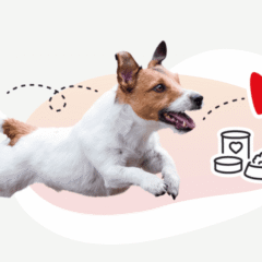 comida diaria húmeda para perros sanos Disugual D-DAY dog