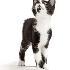 Domes pharma tratamiento ocular gatos