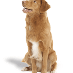 Domes pharma tratamiento ocular perros