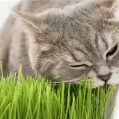 gato comiendo hierba