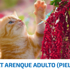 nd quinoa cat skin coat arenque