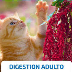 nd quinoa digestión cat cordero