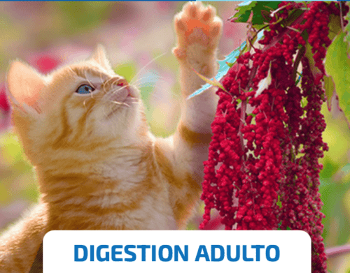nd quinoa digestión cat cordero