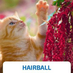 nd quinoa hairball cat