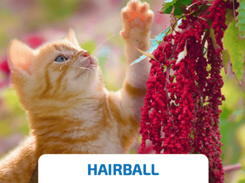 nd quinoa hairball cat