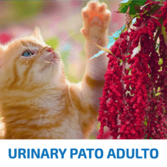 nd quinoa urinary cat pato