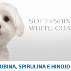 nd white dog mini