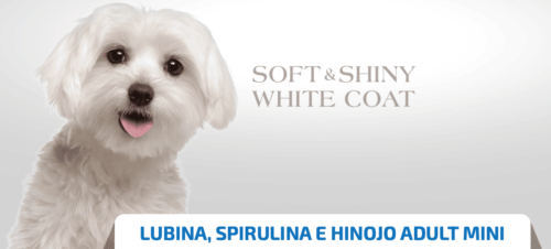 nd white dog mini