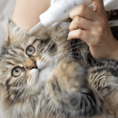 forma de administar limpiador oídos a gatos