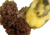 ScoobysFarma