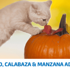 nd pumpkin cat venado calabaza manzana gatos adultos