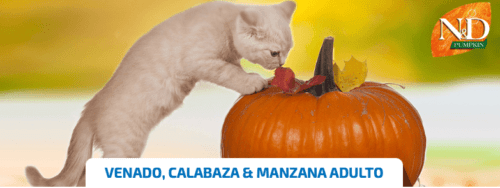 nd pumpkin cat venado calabaza manzana gatos adultos