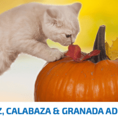 nd pumpkin codorniz calabaza granada gato
