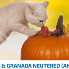 nd pumpkin codorniz calabaza granada gato esterilizado