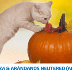 nd pumpkin cordero calabaza arándanos gatos esterilizados