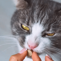 Comprimidos antiparasitarios externos gatos