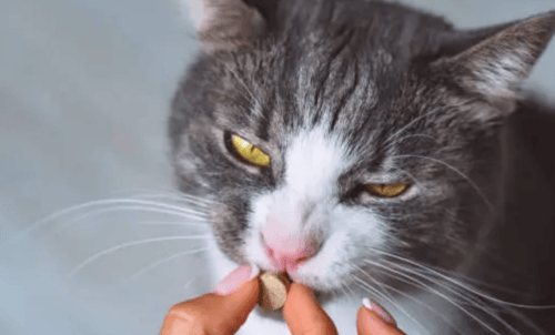 dar comprimidos antiparasitarios externos para gatos