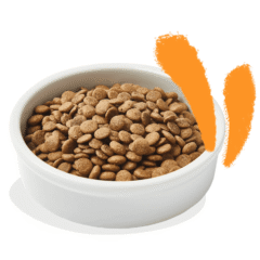 aspecto pienso para gatos adultos sin cereales Edgard Cooper gato Pollo sin cereales pienso gatos adultos y esterilizados