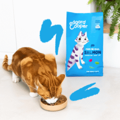 aspecto pienso para gatos adultos sin cereales Edgard Cooper gato SALMÓN sin cereales pienso gatos adultos y gatos esterilizados