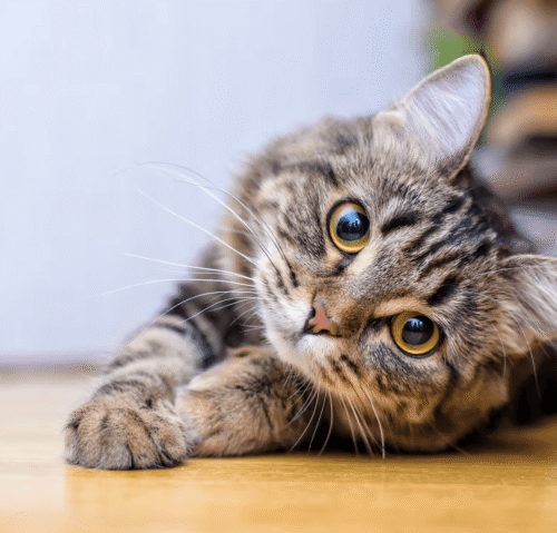Konig lab especialistas en productos para el cuidado de gatos