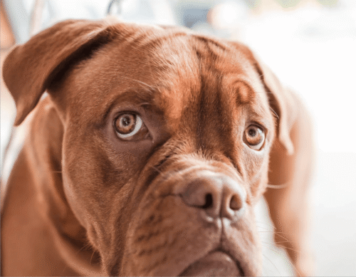 Konig lab especialistas en productos para el cuidado de perros