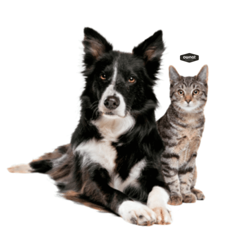 Alimento para perros y gatos ownat