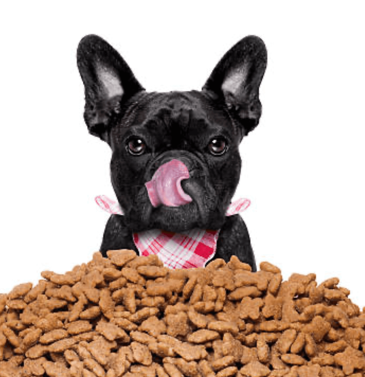 buena alimentación de gama básica para perros