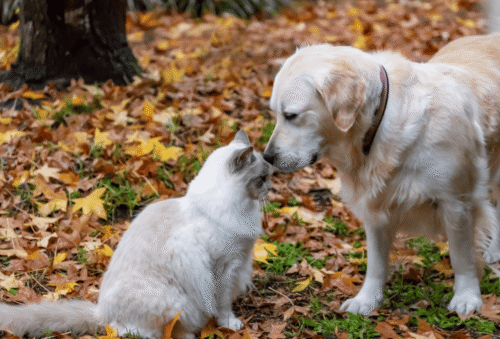complementos nutricionales naturales para perros y gatos pharmadiet veterinaria