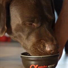 deliciosa comida natural para perros de Alpha spirit realfood