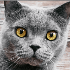 Nutricarevet LYSINA gel gatos resfriado 50 ml - Imagen 3