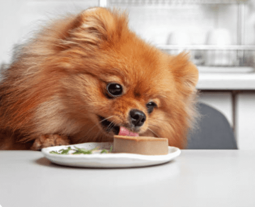 perro disfrutando de su alimentación húmeda