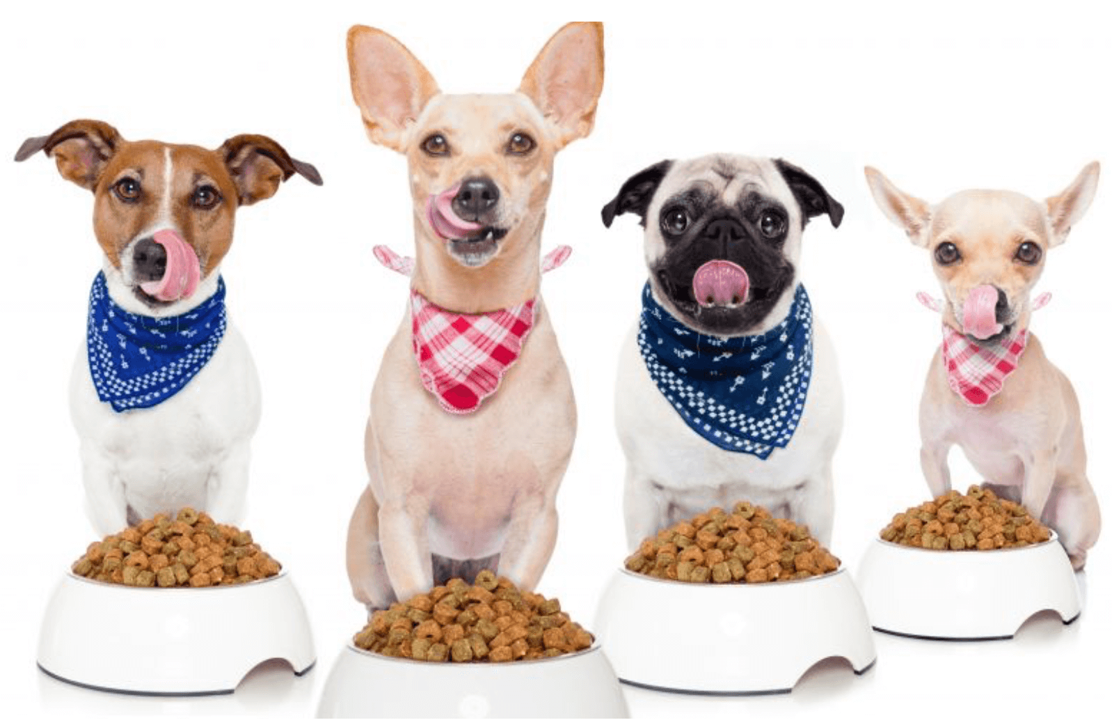 perros disfrutando de una gama premium de alimentación