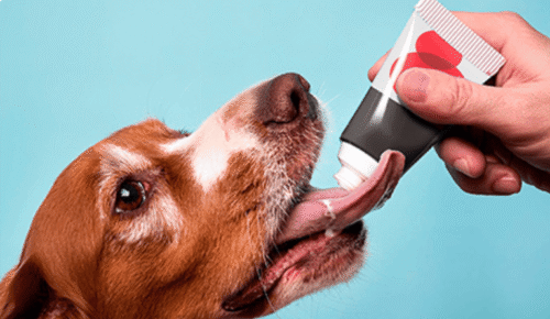 productos palatables de Imagine Animal health